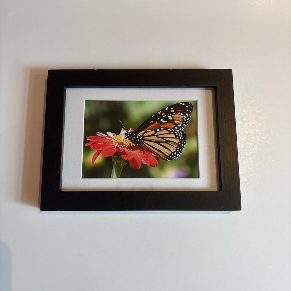 Black Picture Frame with Butterfly Photo